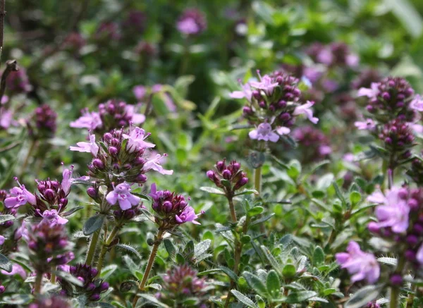 Spice Herb Flower Purple Summer — Stock Photo, Image