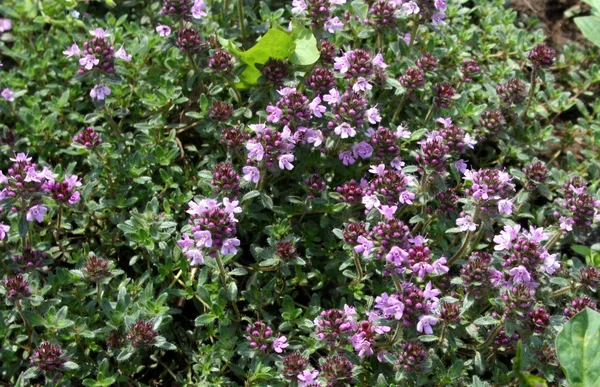 stock image Flowering herbs