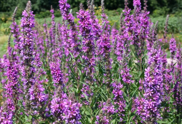Высокие Фиолетовые Цветы — стоковое фото