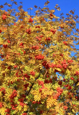 Mountain ash, sonbahar yaprakları