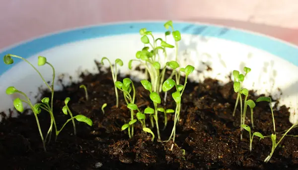 stock image Seedling plants