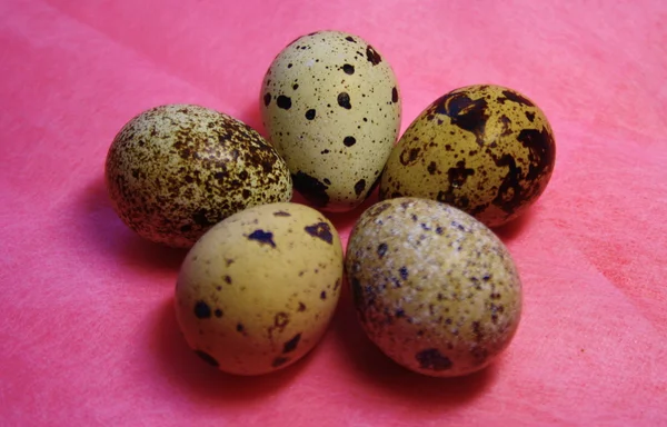 Huevos de codorniz —  Fotos de Stock