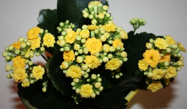 Цветы Каланхо — стоковое фото