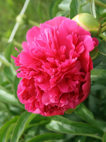 stock image Pink peony