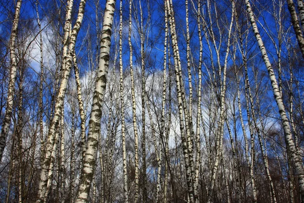 白樺林 — ストック写真