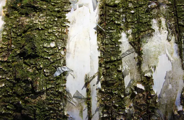 苔藓树皮 — 图库照片
