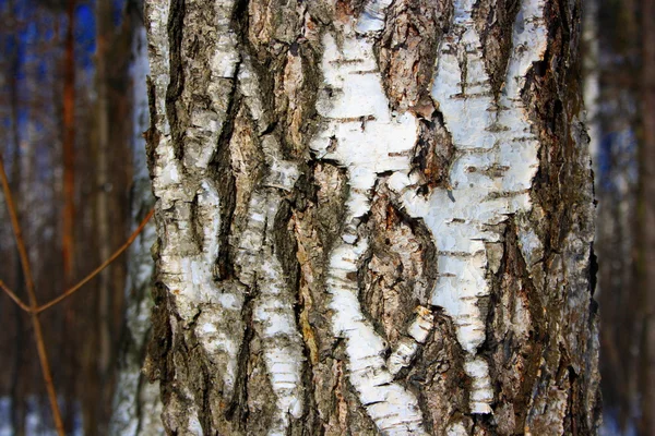 Дерево, Береза — стокове фото