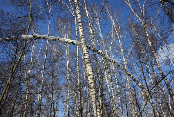 stock image Birch Grove