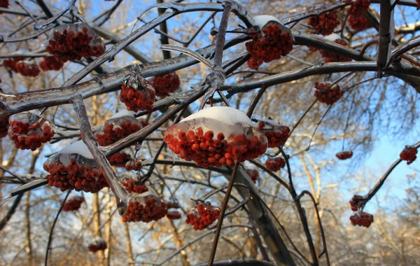Red berries in winter — Stock Photo, Image