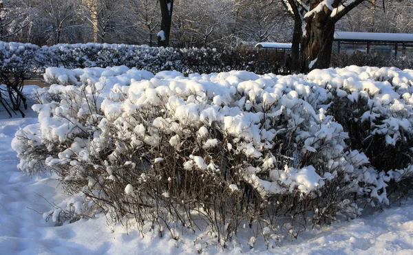 Busch im Schnee — Stockfoto