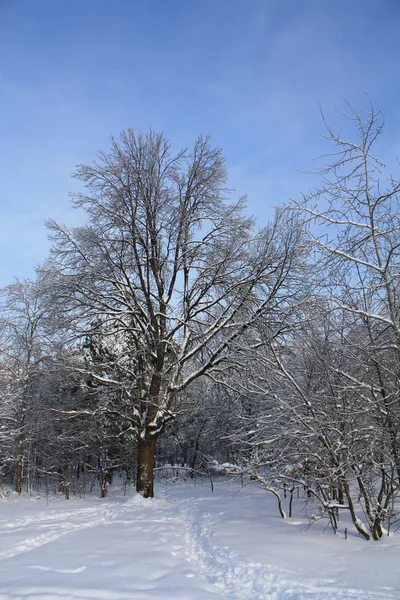 stock image Winter landscape in forest near Moscow