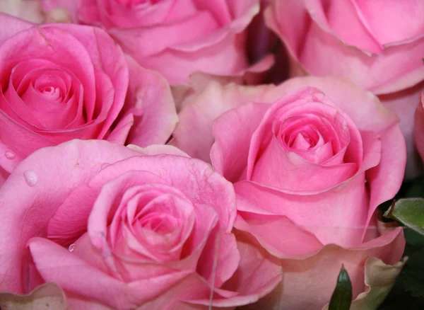 stock image Pink Roses