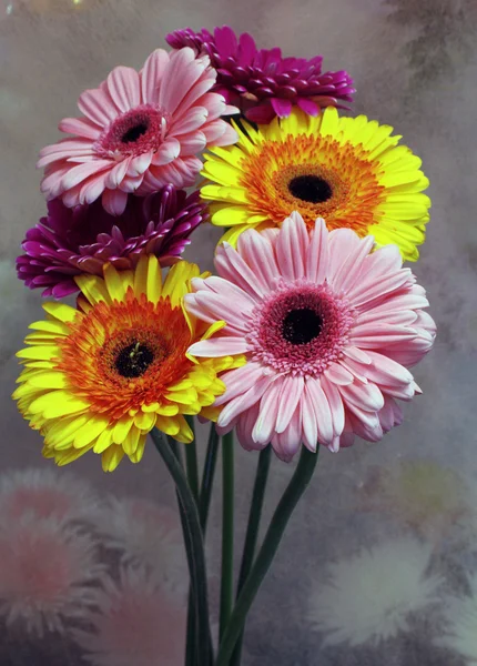 stock image Gerberas