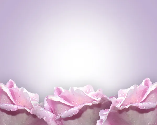Lavendelrosen — Stockfoto