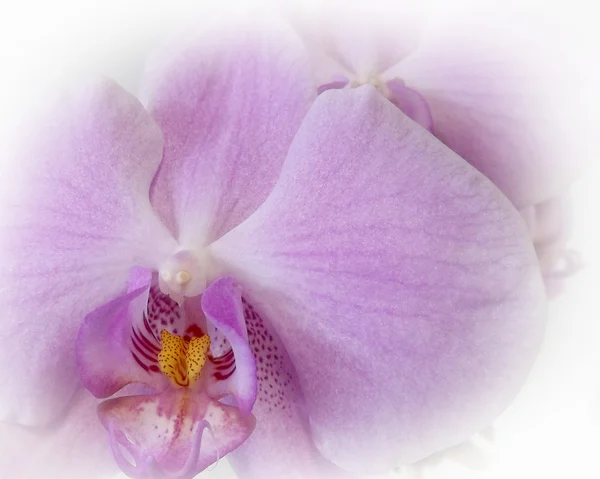 Orchidee aus nächster Nähe — Stockfoto