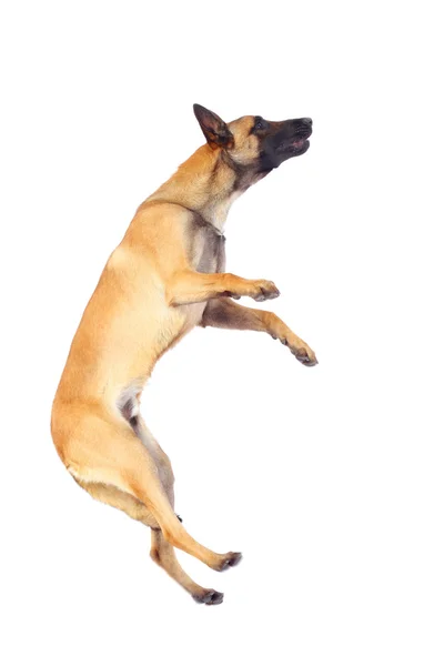 Belgisk vallhund — Stockfoto