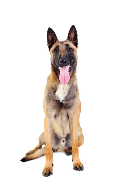 Belgian shepherd dog — Stock Photo, Image
