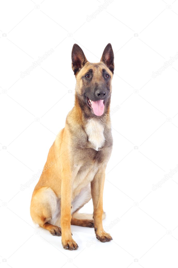 Belgian shepherd dog
