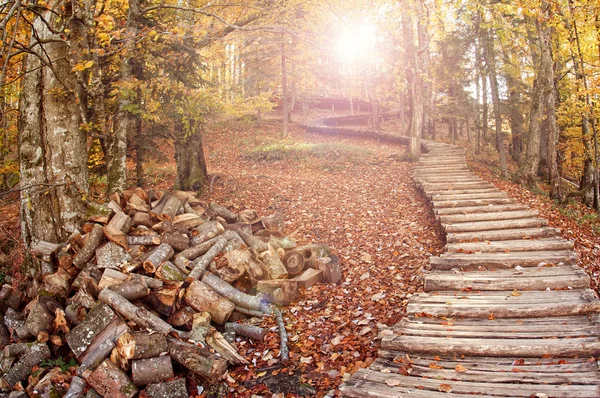 Estrada na floresta de outono com árvores amarelas — Fotografia de Stock