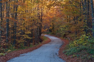 kıvrımlı bir sonbahar yol