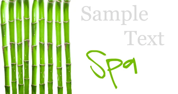 Bamboe Geïsoleerd Wit Beeld Voor Spa Illustraties — Stockfoto