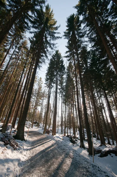 Dennenbomen in de winter — Stockfoto