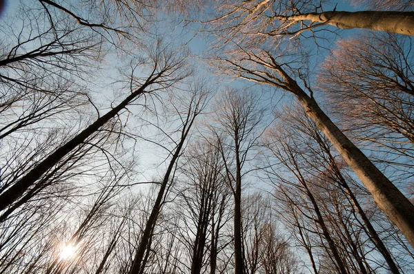 Lange bomen en blauwe hemel — Stockfoto