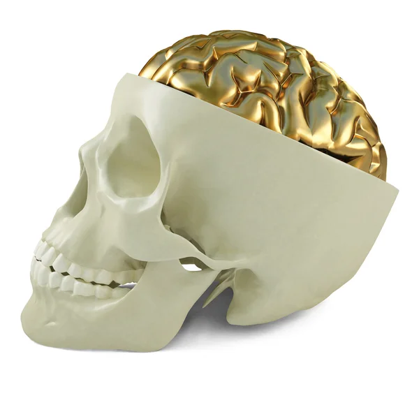 Cérebros dourados — Fotografia de Stock