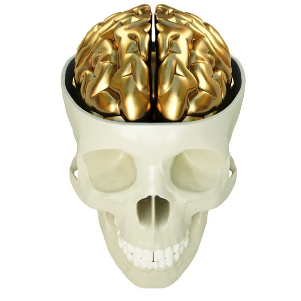 Goldenes Gehirn — Stockfoto