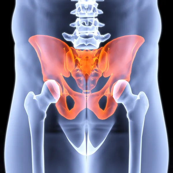 Pelvis — Foto de Stock