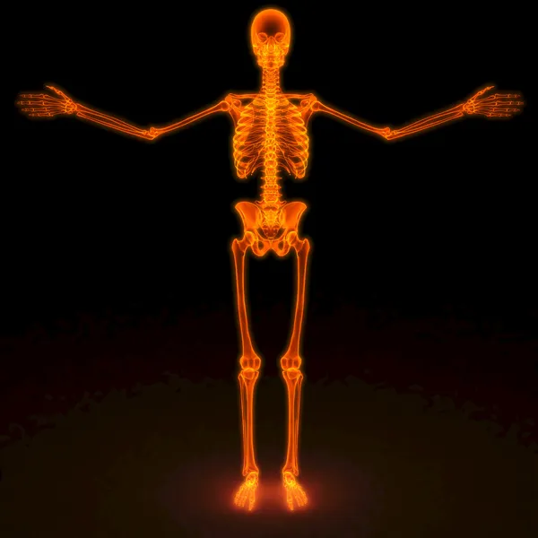 stock image Skeleton