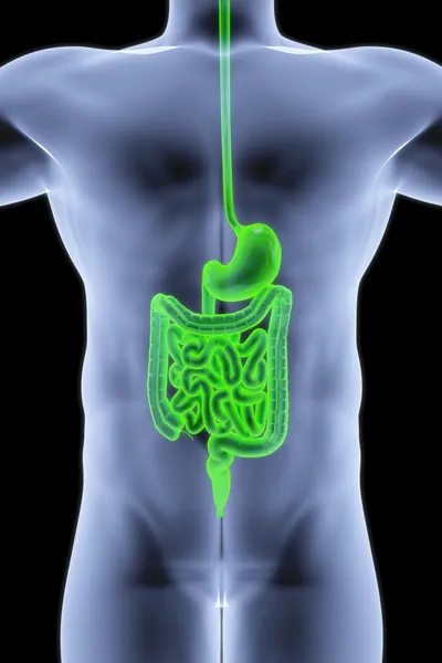 Human Body Rays Intestine Highlighted Green — Stock Photo, Image