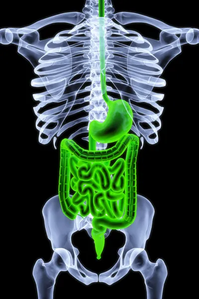 線による人体 緑色でハイライトされた腸 — ストック写真