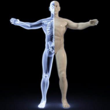 part of the male body under X-rays. 3d image. clipart