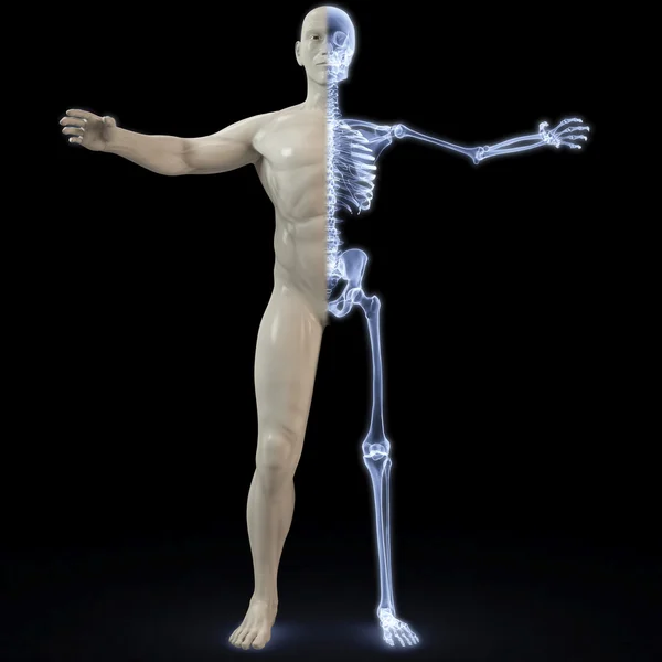 Del Den Manliga Kroppen Röntgen Bild — Stockfoto