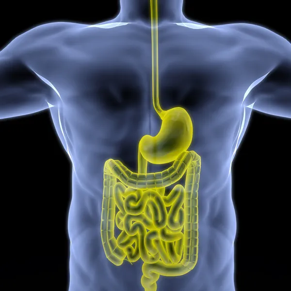 Intestino — Foto Stock