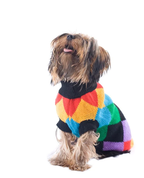 beyaz izole yorkie
