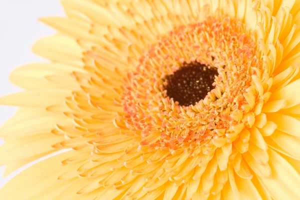 Nahaufnahme Foto einer Gerbera-Blume lizenzfreie Stockbilder