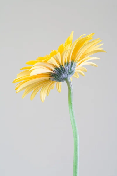 Gerbera blomma Stockbild