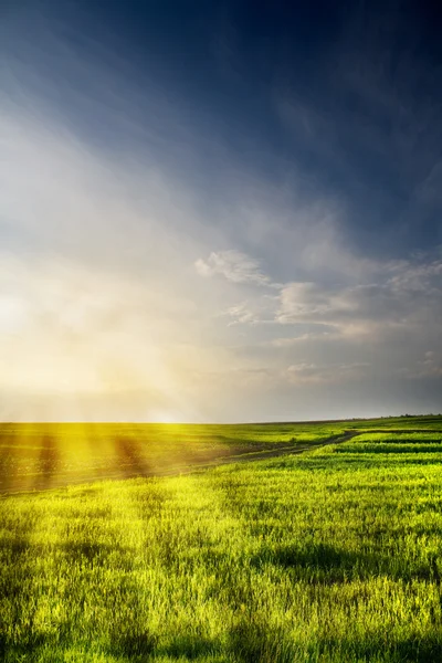 하늘과 태양와 밀밭의 극적인 로열티 프리 스톡 이미지