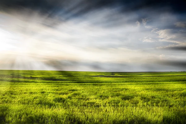 Dramatische Landschaft aus Weizenfeld mit blauem Himmel und strahlender Sonne Stockbild