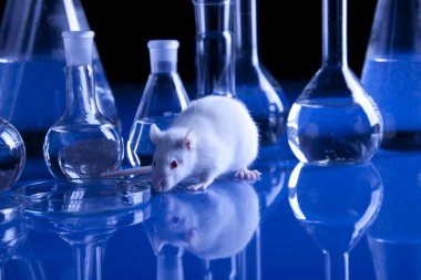 Rat in laboratory, test on animal clipart