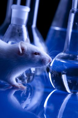 sıçan hayvan üzerinde laboratuvarda test