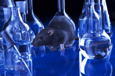 sıçan hayvan üzerinde laboratuvarda test