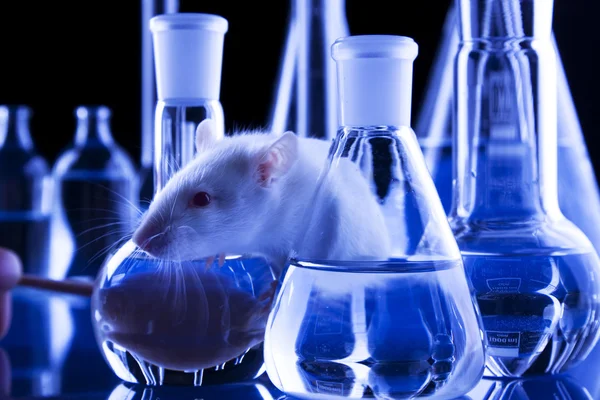 stock image Rat in laboratory, test on animals