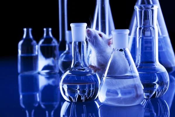Rat Laboratory Test Animals — Stock Photo, Image