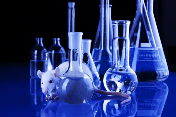 Rata Laboratorio Prueba Con Animales — Foto de Stock