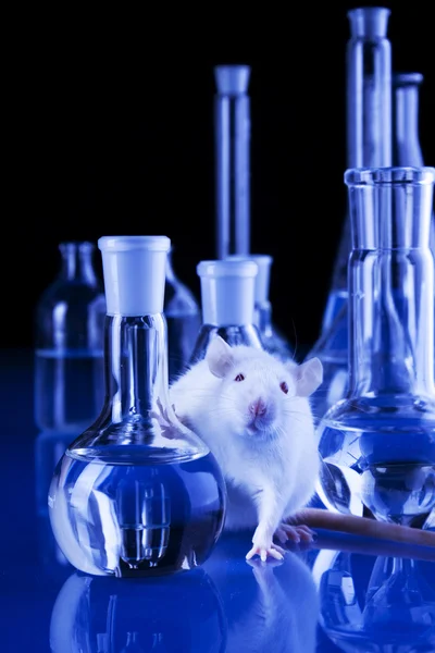 stock image Rat in laboratory, test on animals