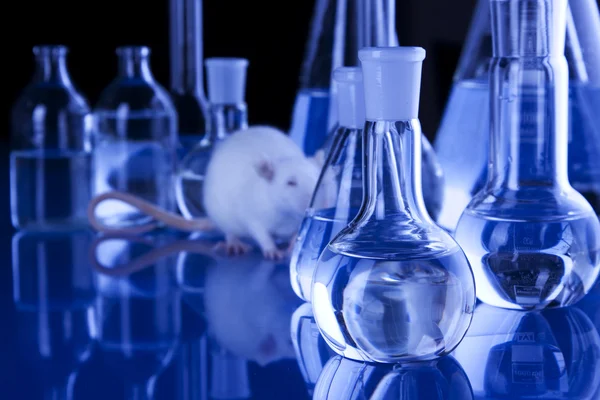 Крыса в лаборатории, тест на животных — стоковое фото
