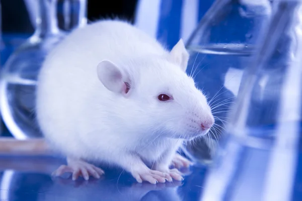 Rato Laboratório Teste Animais — Fotografia de Stock